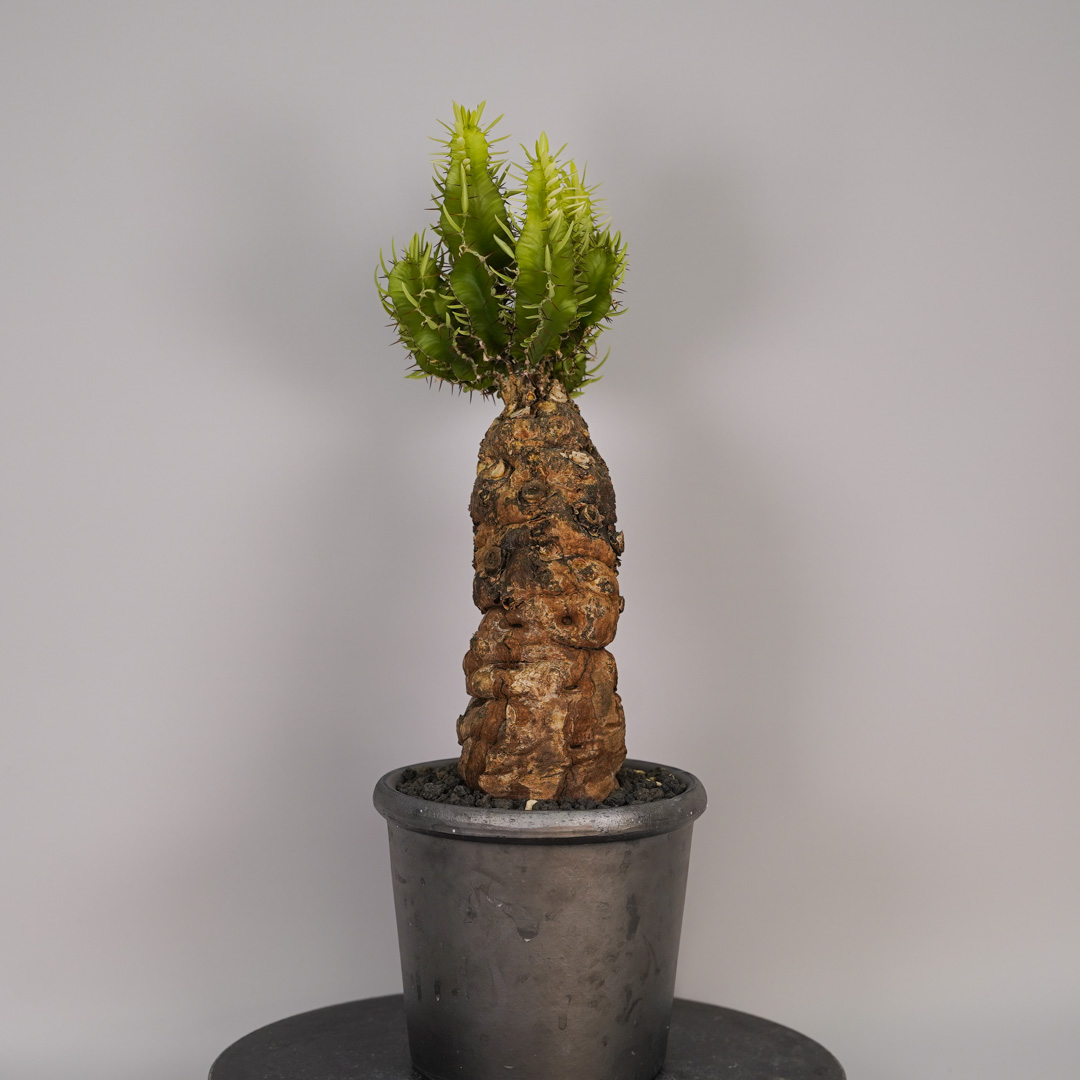 ユーフォルビア（サボテン、多肉植物） | 花、ガーデニング のおすすめ