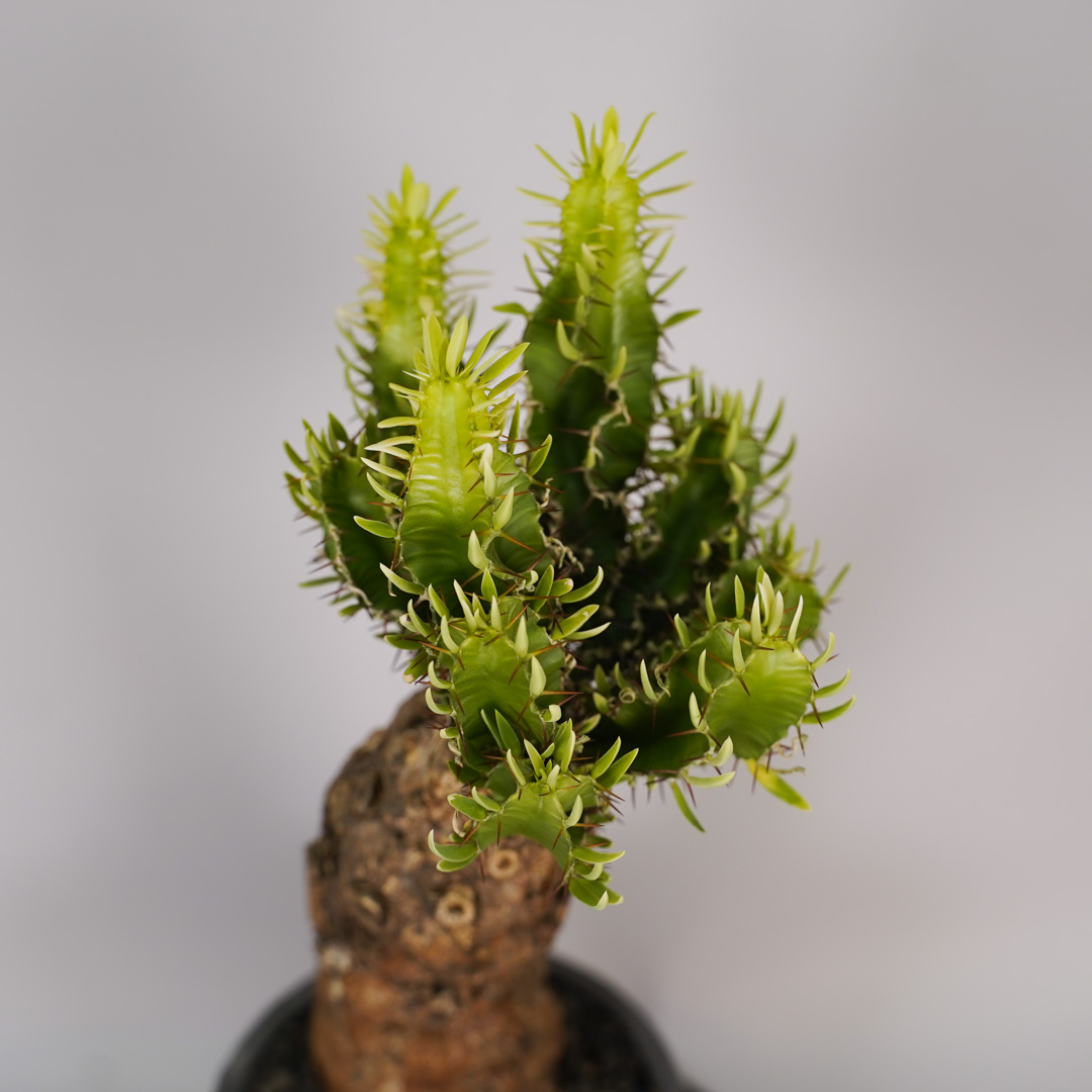 F12 ユーフォルビア ムランジーナ 発根済み 現地球 : SWAG GEAR ヤフー