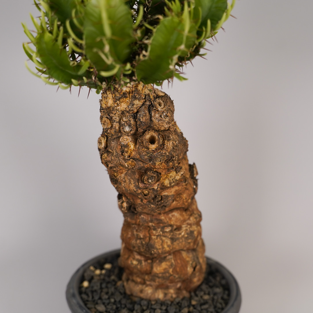 F12 ユーフォルビア ムランジーナ 発根済み 現地球 : SWAG GEAR ヤフー