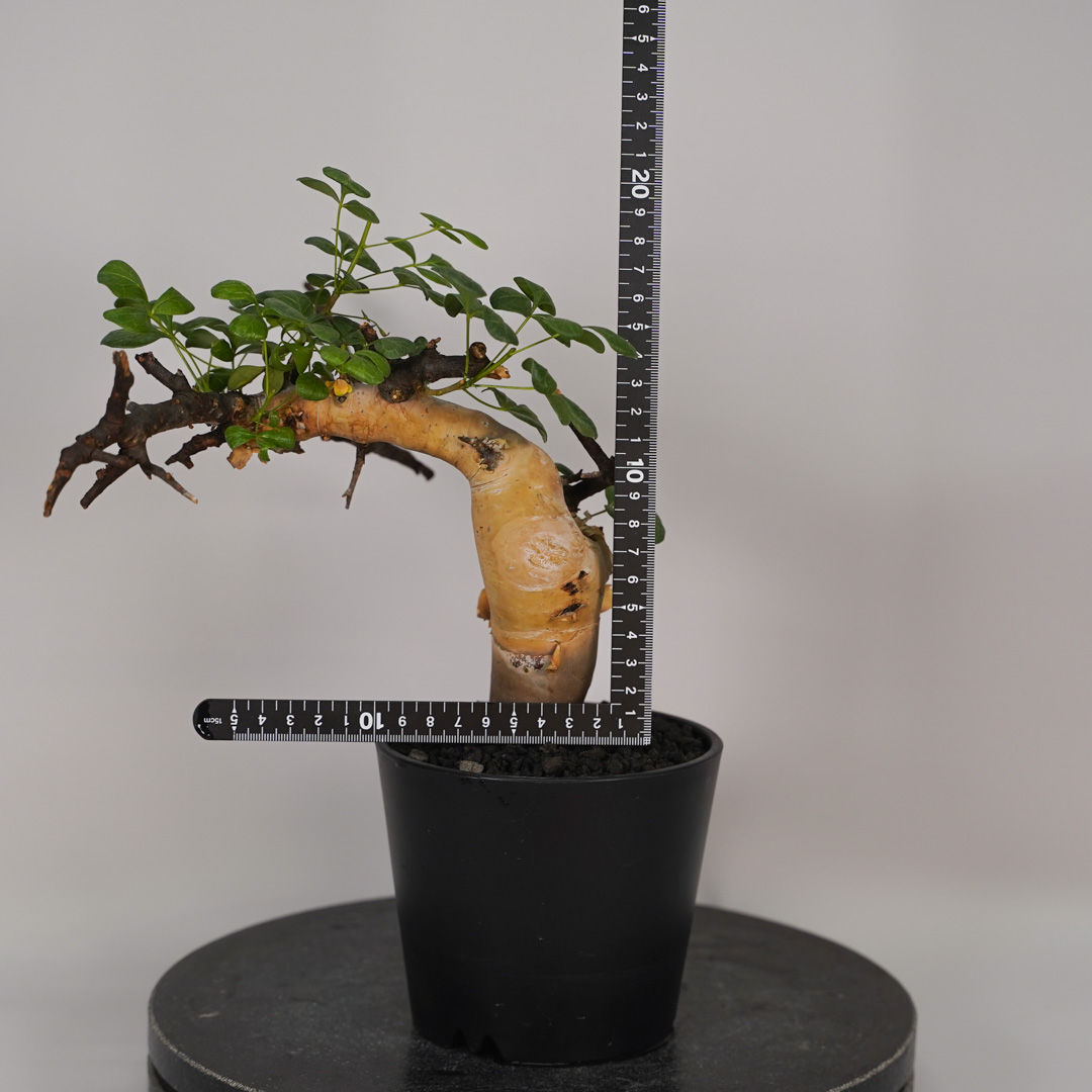 F13 コミフォラ・カタフ ピュア 発根済み 現地球 ソマリア産 : SWAG