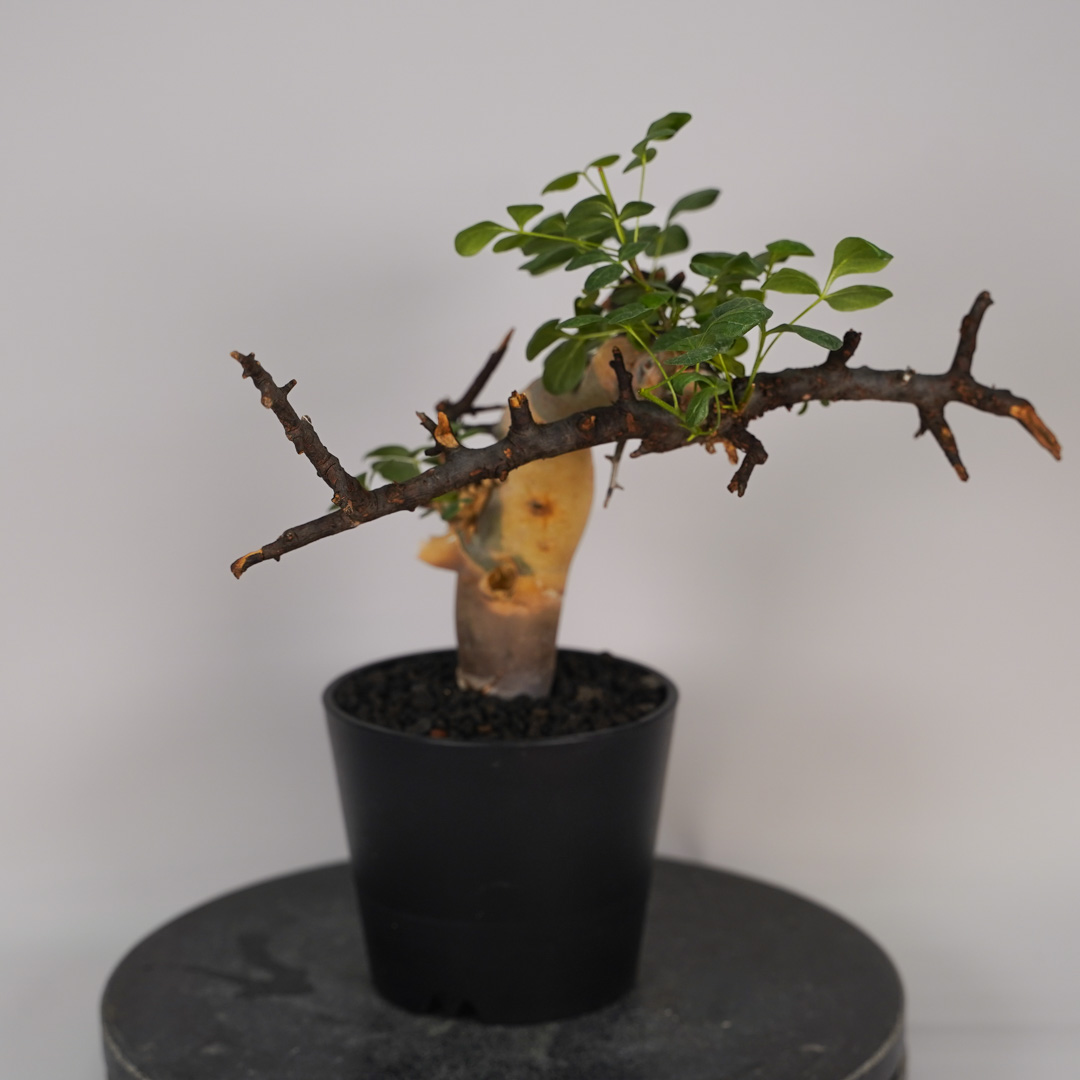 コミフォラ カタフのおすすめ人気ランキングTOP39 - Yahoo!ショッピング