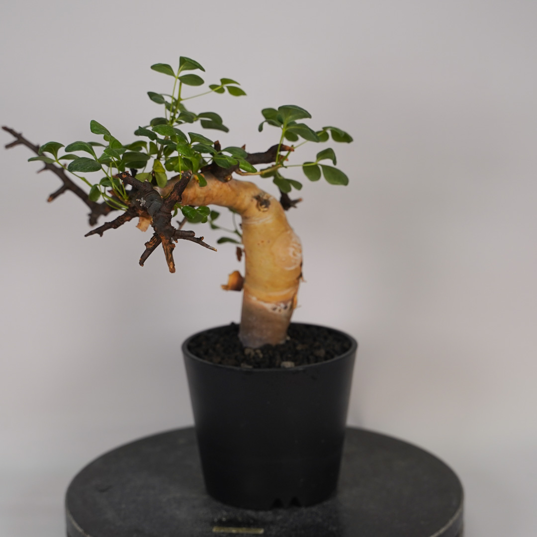 コミフォラのおすすめ人気商品一覧 通販 - Yahoo!ショッピング