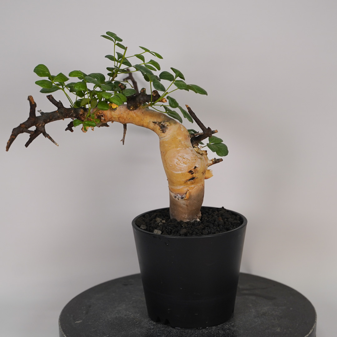 コミフォラのおすすめ人気商品一覧 通販 - Yahoo!ショッピング