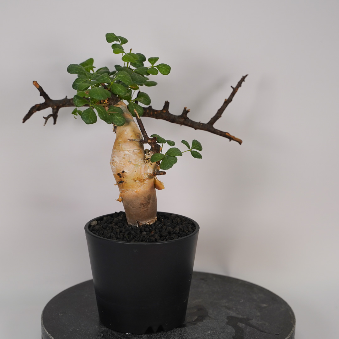 コミフォラ カタフのおすすめ人気ランキングTOP39 - Yahoo!ショッピング