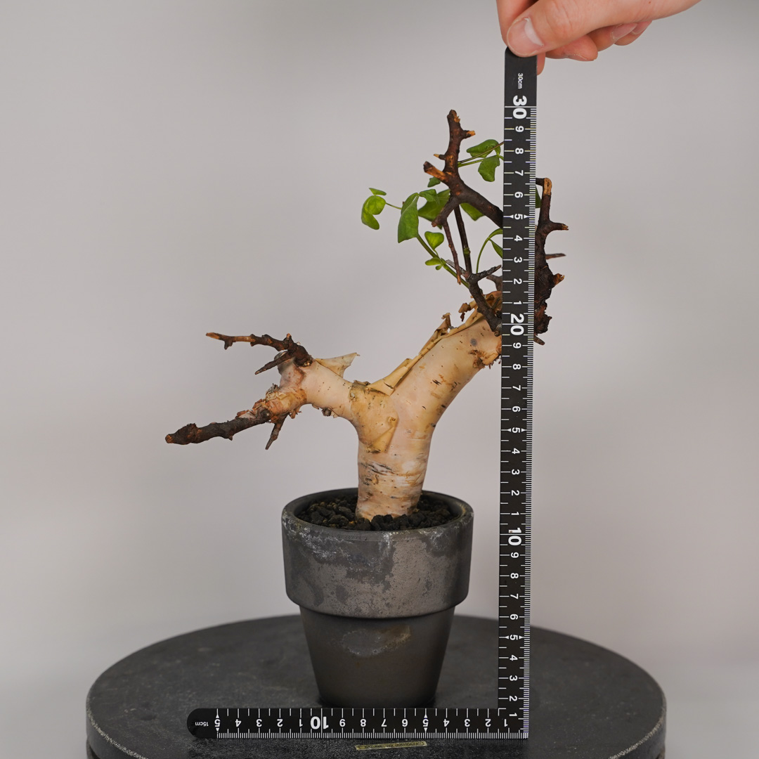 コミフォラのおすすめ人気商品一覧 通販 - Yahoo!ショッピング