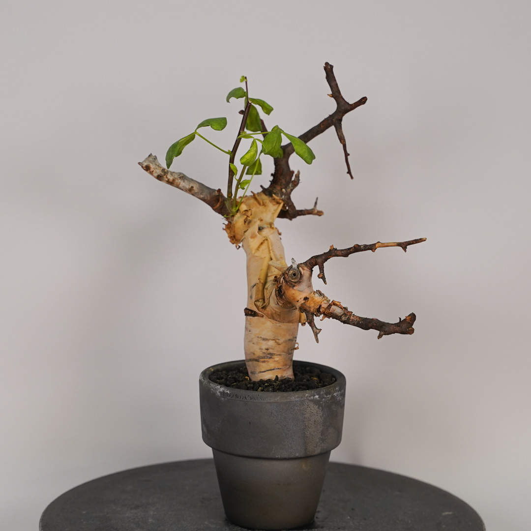 コミフォラのおすすめ人気商品一覧 通販 - Yahoo!ショッピング