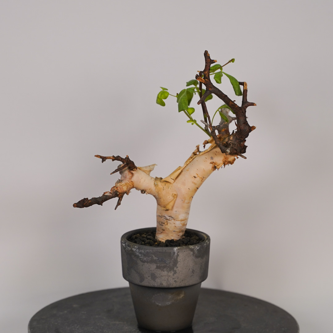 コミフォラのおすすめ人気商品一覧 通販 - Yahoo!ショッピング