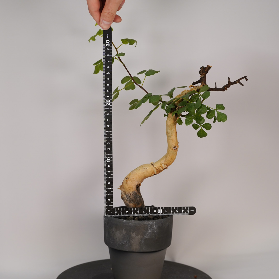 コミフォラのおすすめ人気商品一覧 通販 - Yahoo!ショッピング