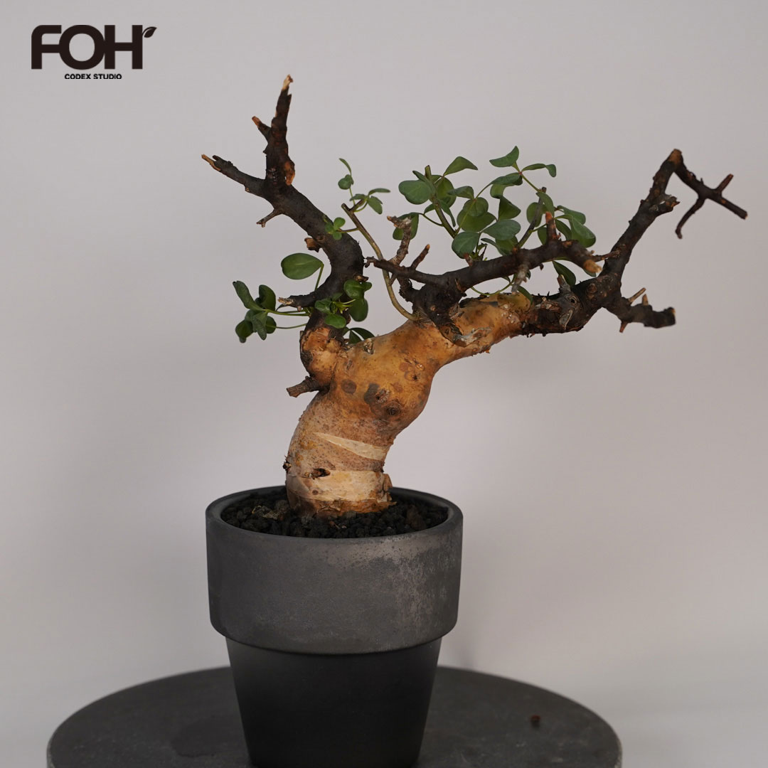 コミフォラのおすすめ人気商品一覧 通販 - Yahoo!ショッピング