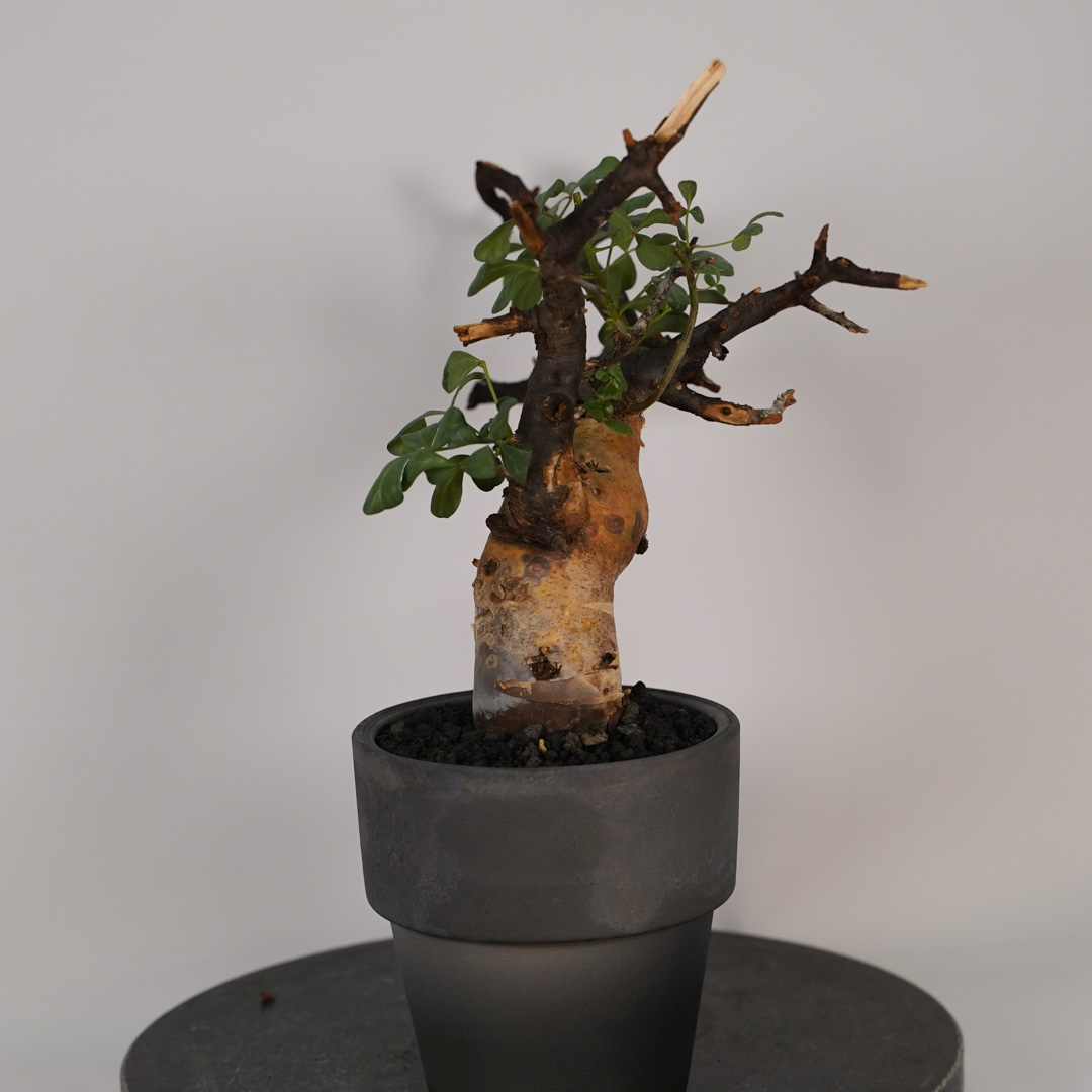 コミフォラのおすすめ人気商品一覧 通販 - Yahoo!ショッピング