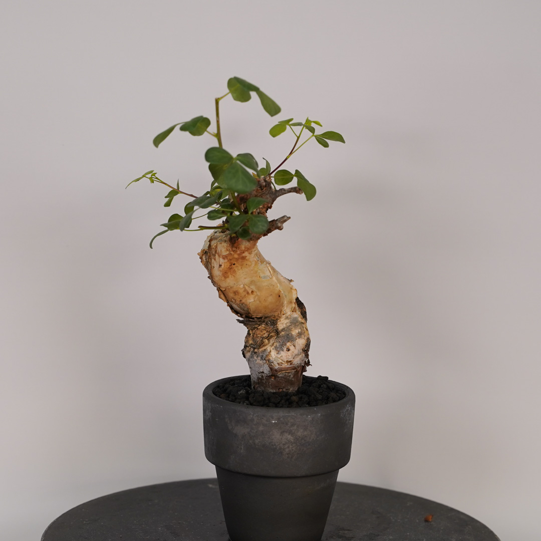 コミフォラ カタフのおすすめ人気ランキングTOP39 - Yahoo!ショッピング