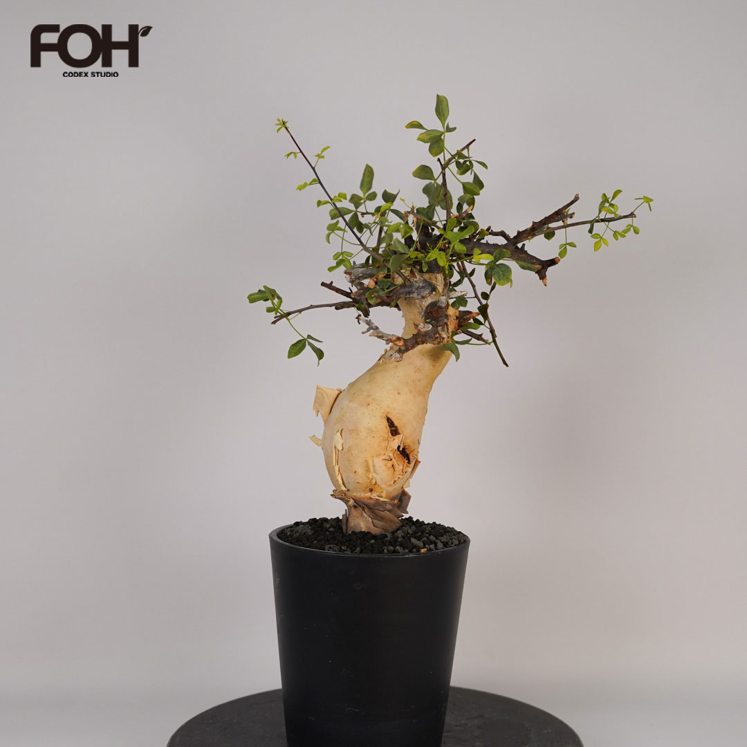 コミフォラのおすすめ人気商品一覧 通販 - Yahoo!ショッピング