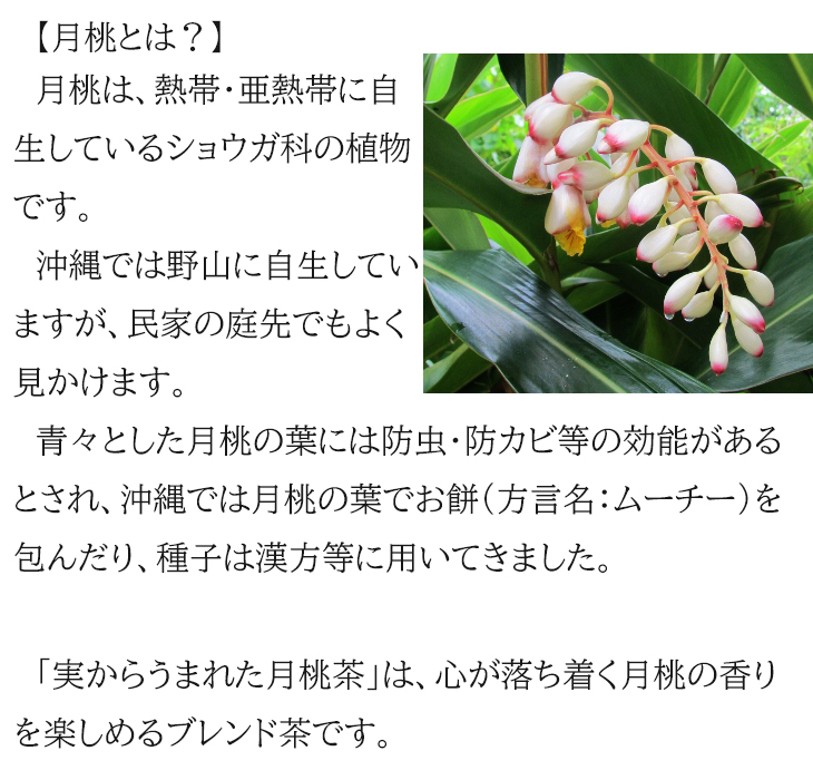 月桃茶 沖縄 実 種 実から生まれた月桃茶 30包 メール便送料無料 日本月桃 ティーバッグ 健康茶 沖縄のお土産 : ng-gt :  沖縄お土産通販なら河野商店 - 通販 - Yahoo!ショッピング