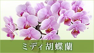 いただける 誕生日 開店祝い 鉢花 日比谷花壇 Paypayモール店 通販 Paypayモール