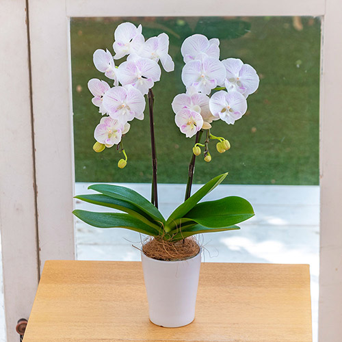 日比谷花壇 ヤフー店 - ラン鉢｜Yahoo!ショッピング