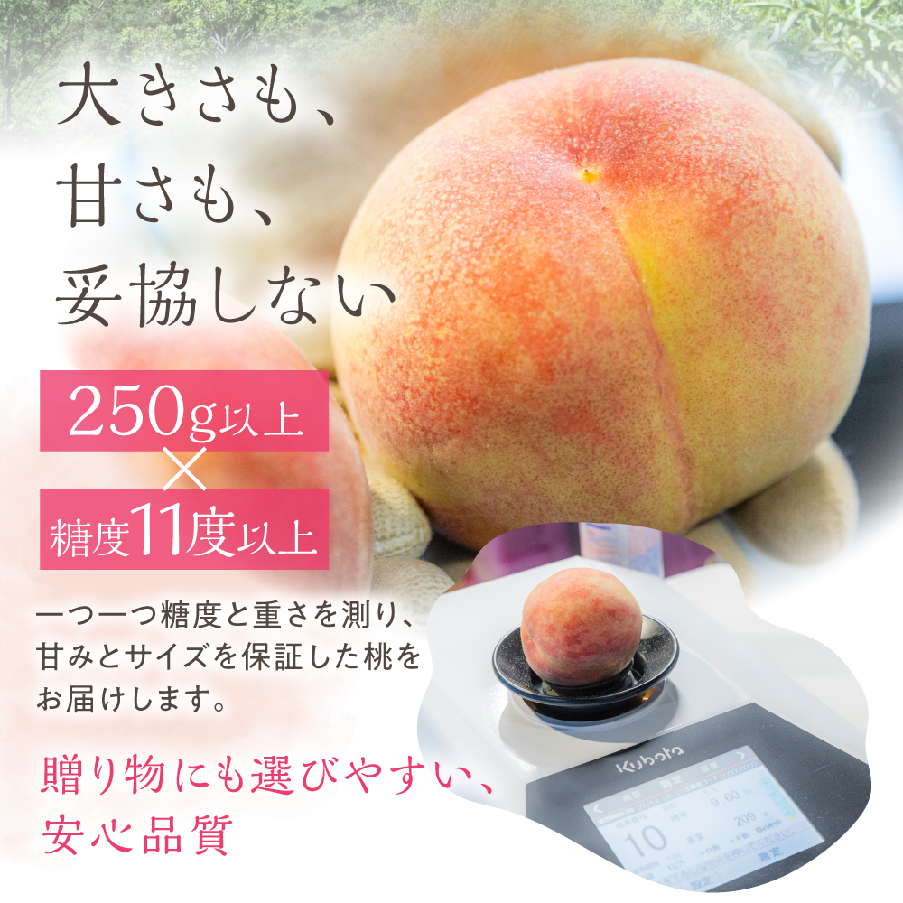 2026年の販売は終了しました 硬い桃 幸茜 ギフト 糖度13度以上 4-6玉