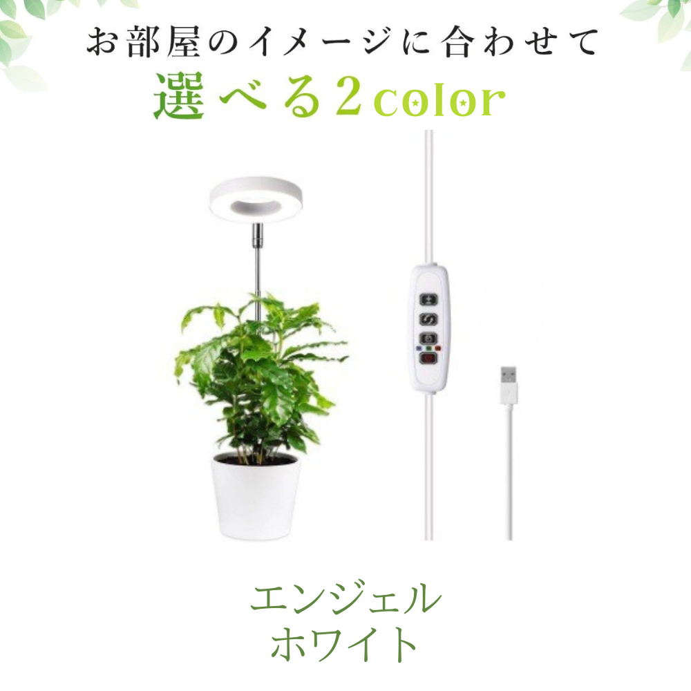 植物クリエイター講座 ワークショップのお知らせ】 🖋正解のない絵画教室 -参加募集中