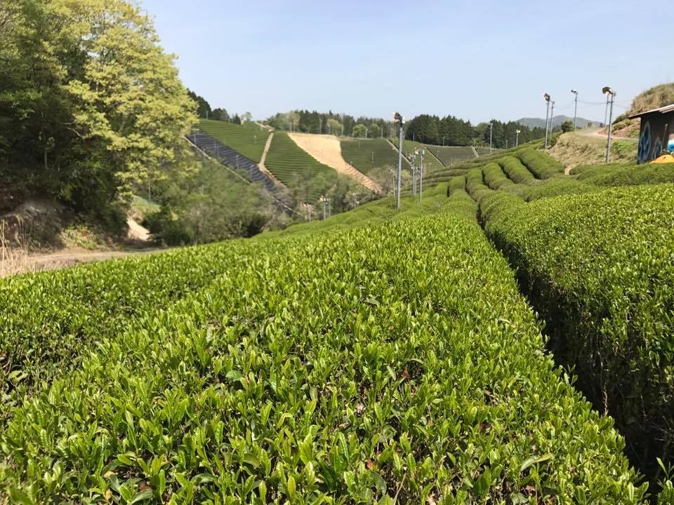 茶楽園の茶畑