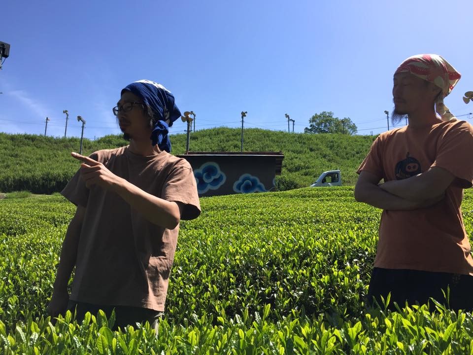 茶摘みの様子1