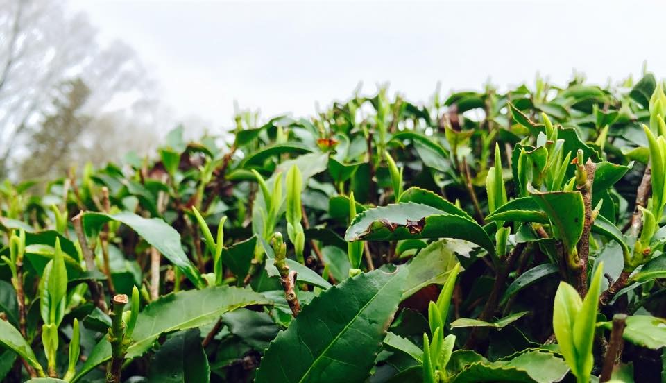 在来種のお茶、新芽