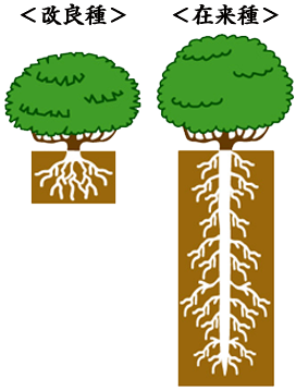 在来種のお茶の根