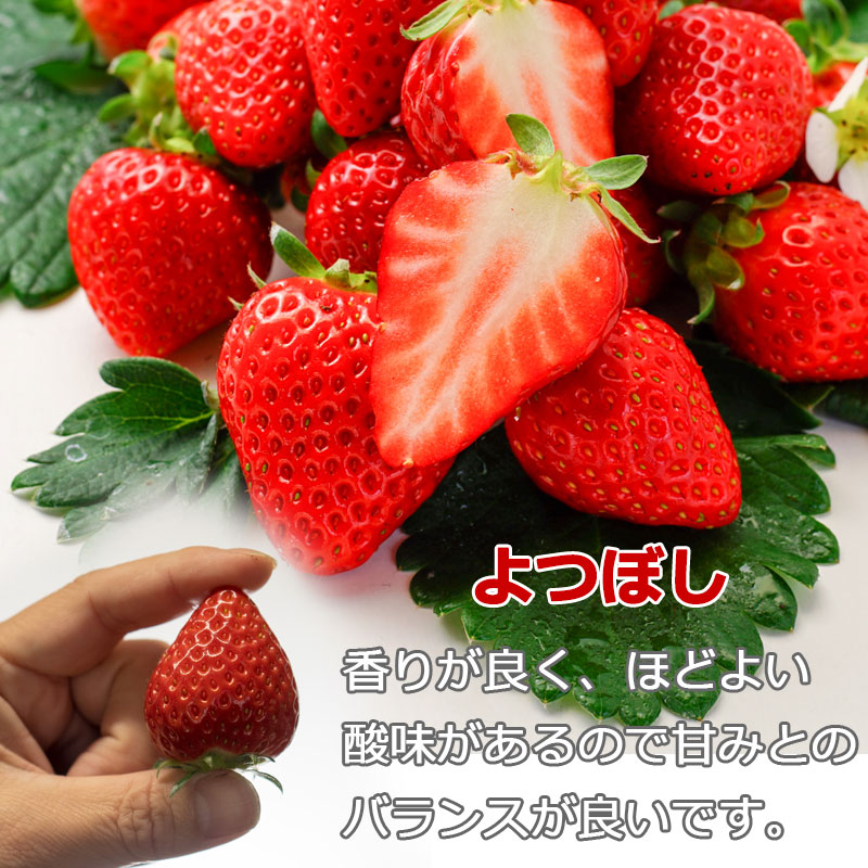 安来市産 2L〜3Lサイズ 紅白セット よつぼし・白乙女 【イチゴ 