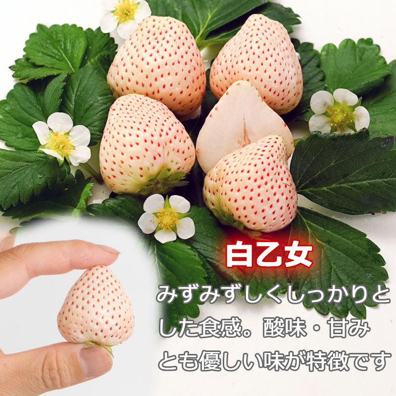 安来市産 2L〜3Lサイズ 紅白セット よつぼし・白乙女 【イチゴ 