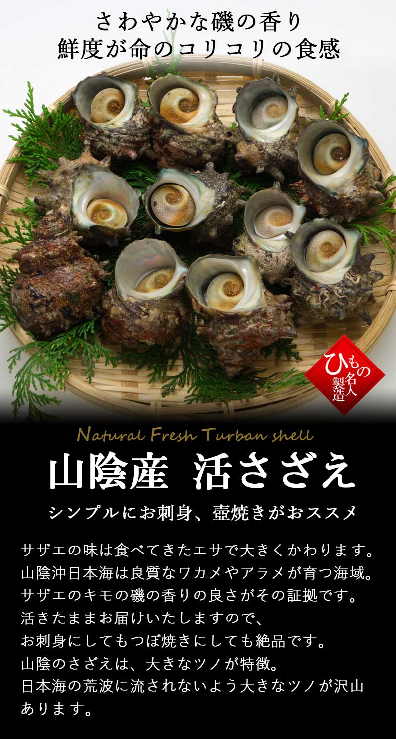 送料無料 生 サザエ 1.4kg 天然 冷蔵 さざえ 栄螺 産地直送 日本海 山陰 お取り寄せグルメ ※北海道・沖縄・離島には送れません。 :  r-sazae : とっとり・しまね山陰逸品館 - 通販 - Yahoo!ショッピング