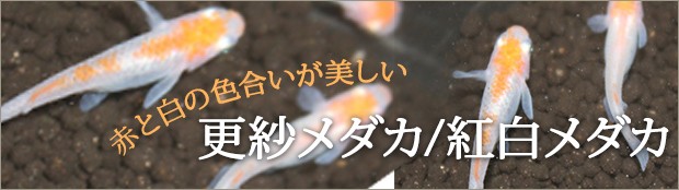 めだかタウン　ひなさま用 41jgC8GdExL.__AC_SR150,300___.jpg