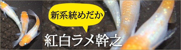 メダカ屋ひな - Yahoo!ショッピング