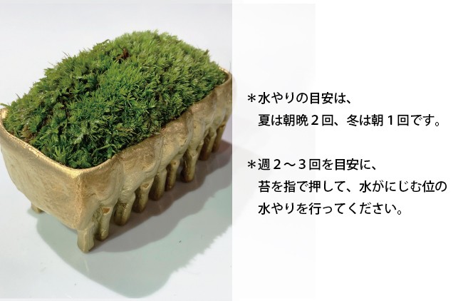 ひつじ 苔 こけ 盆栽 苔玉 品品 ミニ盆栽 Bs 006 品品 景色盆栽