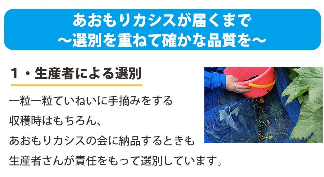 冷凍 青森カシス果実 普通栽培 厳選大粒約3kg あおもりカシスの会 送料無料 一部地域を除く Aomori Cas 023 ハイネットショップヤフー店 通販 Yahoo ショッピング