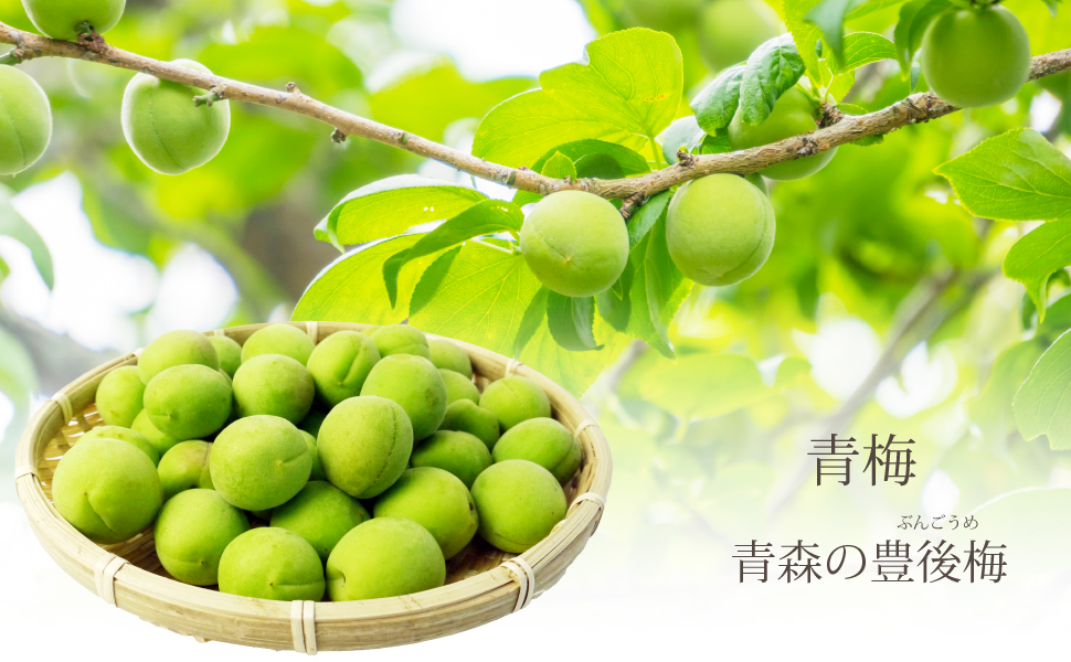 青森の梅(豊後梅 ぶんごうめ)青梅 通販