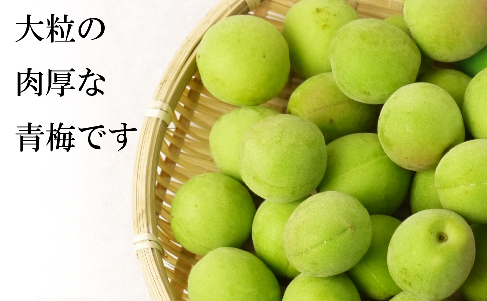青森の梅（豊後梅 ぶんごうめ）青梅 通販