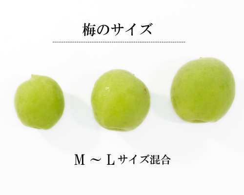 梅　ウメ　生梅　うめ　青梅