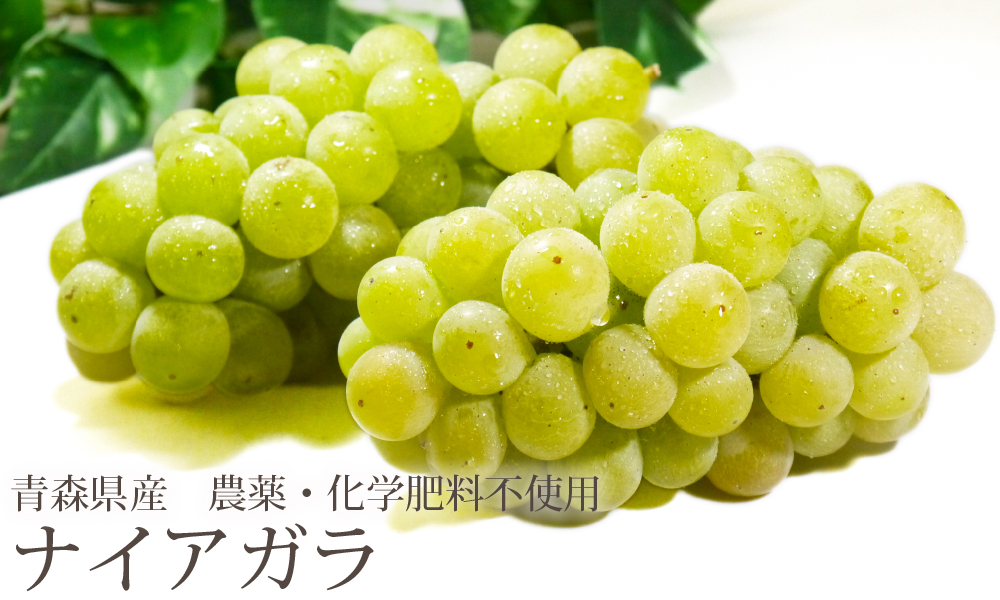 冷蔵）青森県産ぶどう「ナイアガラ」農薬・化学肥料不使用約2kg（5〜房