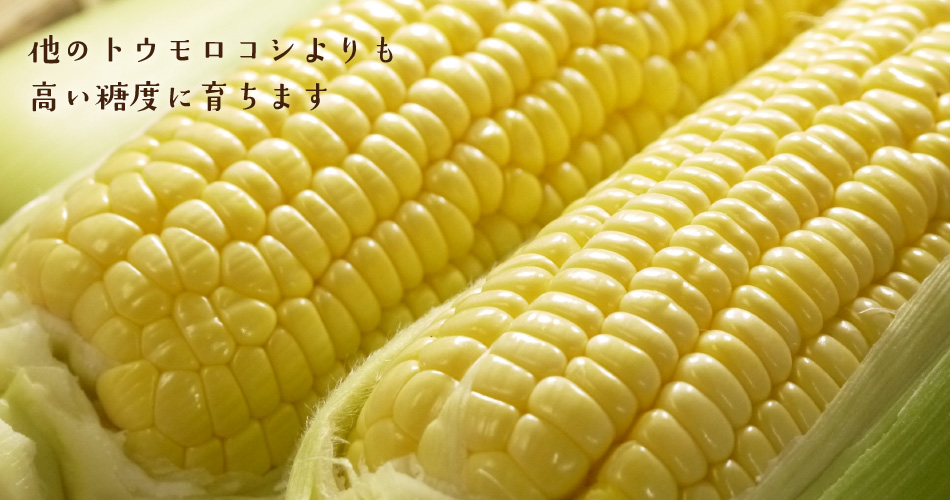 青森のとうもろこし　嶽きみ（だけきみ）