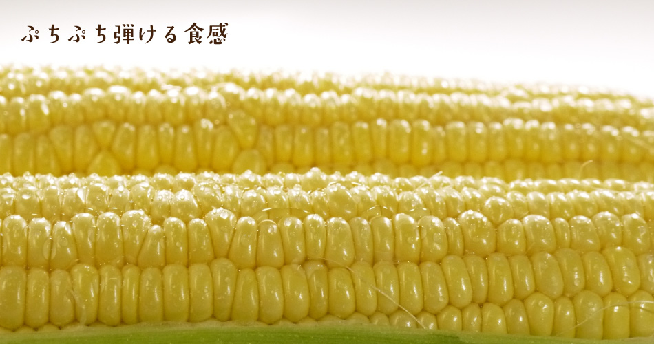 青森のとうもろこし　嶽きみ（だけきみ）