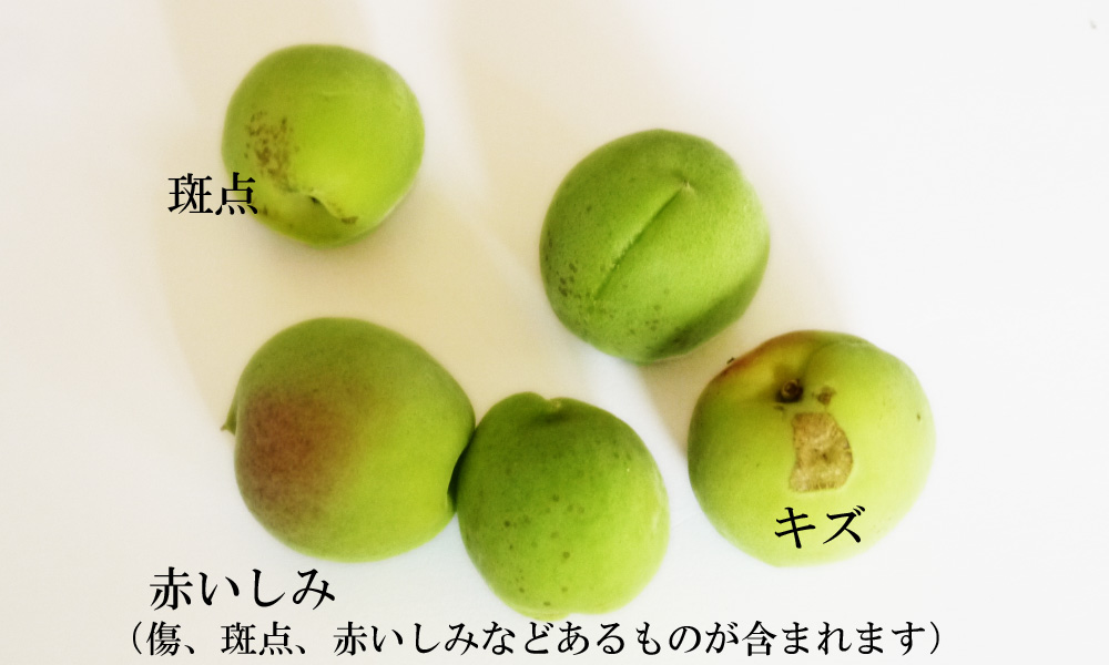 青森の梅（豊後梅　ぶんごうめ）青梅　生ウメ通販