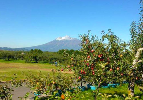 青森タムラファームのとれたて紅玉のアップルパイ