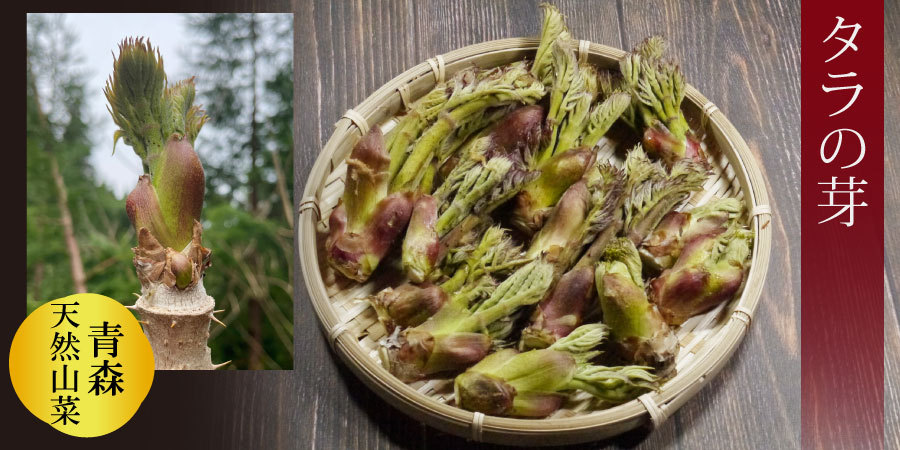 冷蔵）青森の天然山菜 タラの芽（タラノキ・タラノメ）サイズ混合約
