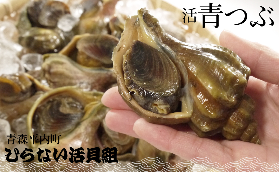 ツブ貝さばき方 ツブ貝レシピ 青ツブ 生つぶ貝 ツブ刺身 煮ツブ