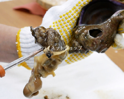 ツブ貝さばき方 ツブ貝レシピ 青ツブ 生つぶ貝 ツブ刺身 煮ツブ