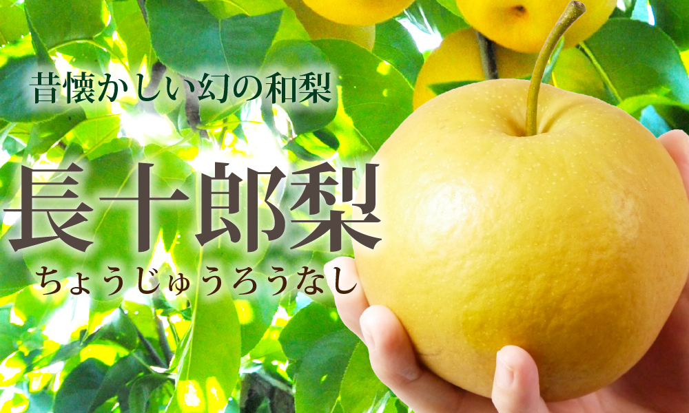 長十郎梨 [家庭用/サイズ混合]青森県産 約3kg（6〜10玉）ちょうじゅう
