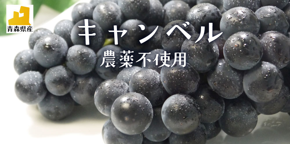 青森津軽産の農薬不使用ぶどう「キャンベル」