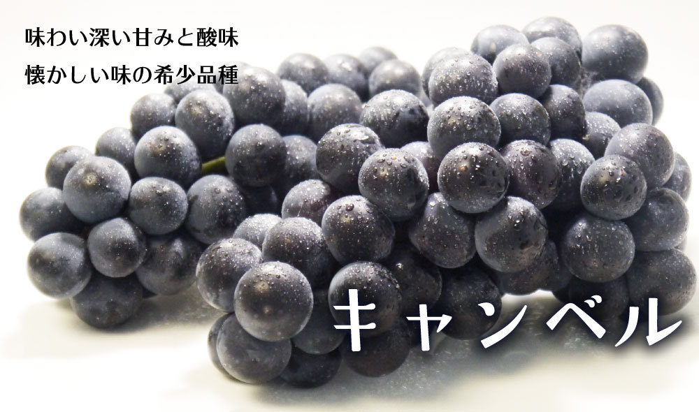 青森津軽産の農薬不使用ぶどう「キャンベル」