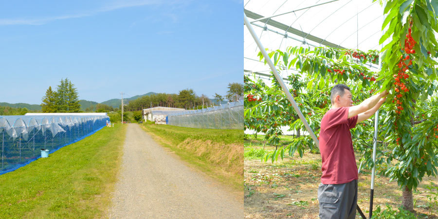 岩手県産 完熟ブルーベリー冷凍果実 M〜3Lサイズ混合