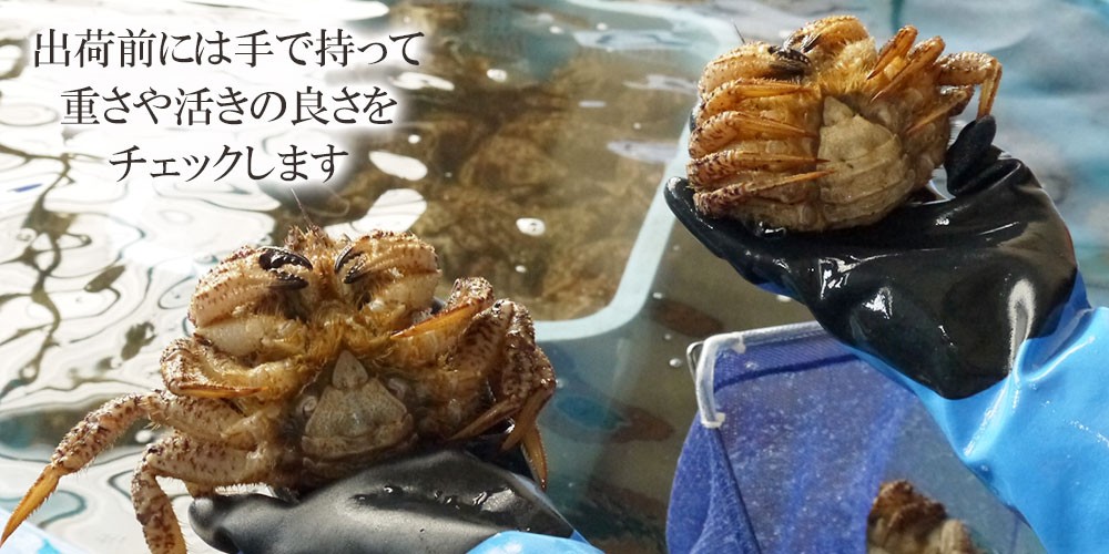 冷蔵）活トゲクリガニ[オス]大サイズ15杯（約6.7〜7.5kg）[青森野辺地産]※東北・関東お届け限定【送料無料※一部地域を除く】 :tg-o-15: ハイネットショップヤフー店 - 通販 - Yahoo!ショッピング