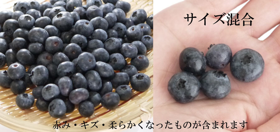 サイズ混合ブルーベリー果実冷凍フルーツ
