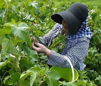 農薬・化学肥料不使用の特別栽培ブルーベリー果実